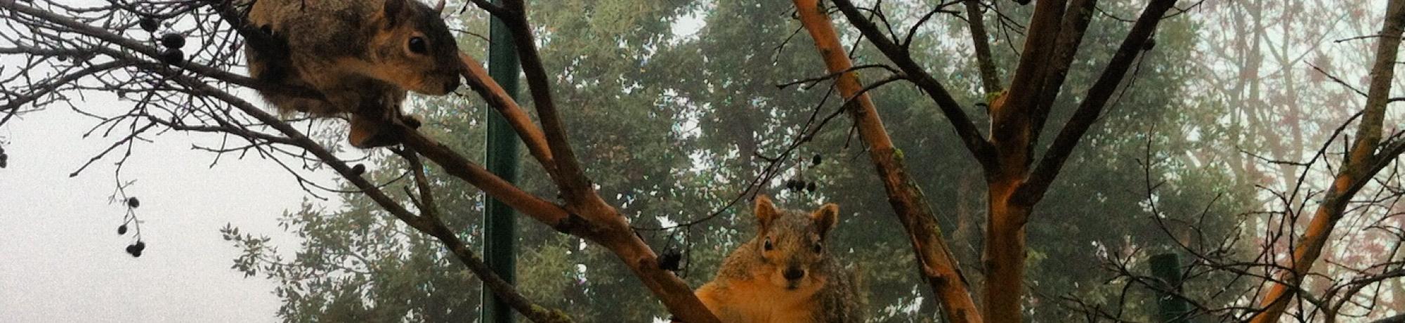2 squirrels in a tree